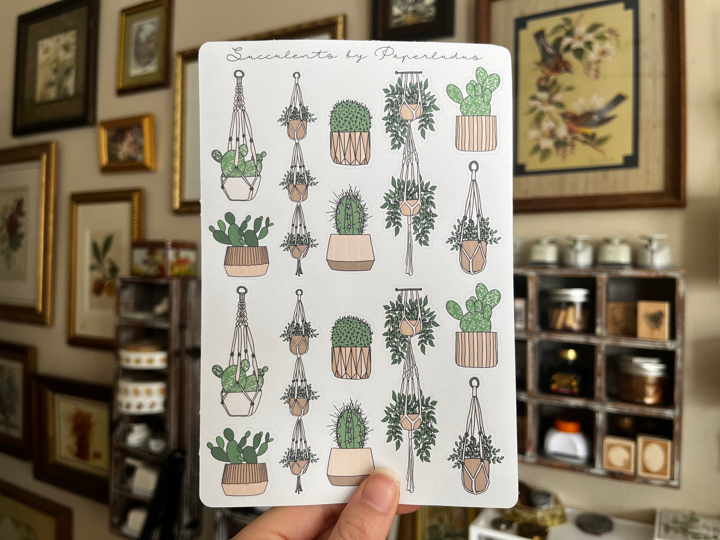 Succulents