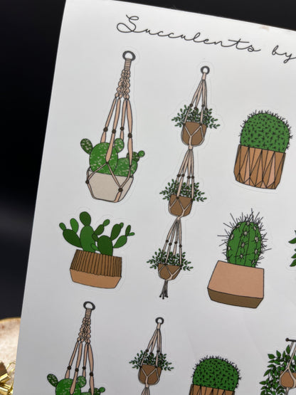 Succulents